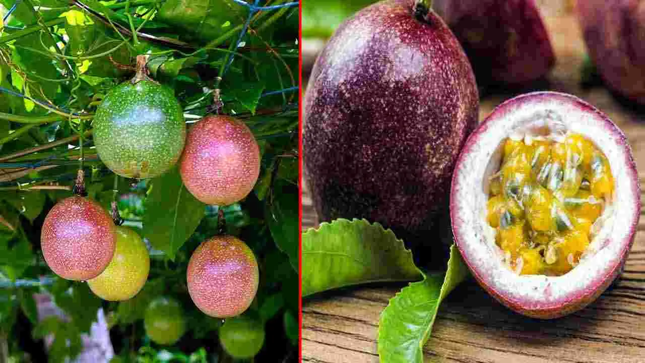 Passion Fruit: శ్రీకృష్ణ ఫలం ఎప్పుడైనా చూశారా..  దీన్ని తినడం వల్ల ఎన్ని లాభాలున్నాయో తెలుసా.. 