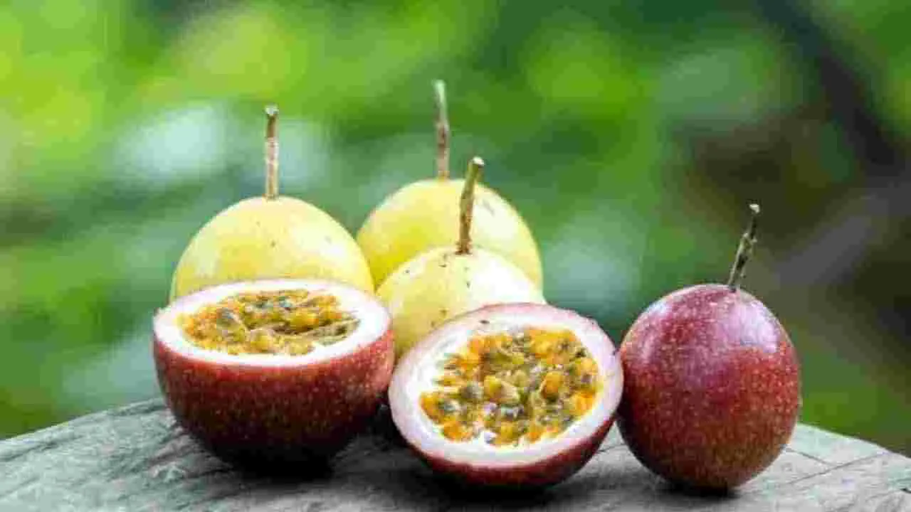Passion Fruit: శ్రీకృష్ణ ఫలం ఎప్పుడైనా చూశారా..  దీన్ని తినడం వల్ల ఎన్ని లాభాలున్నాయో తెలుసా.. 
