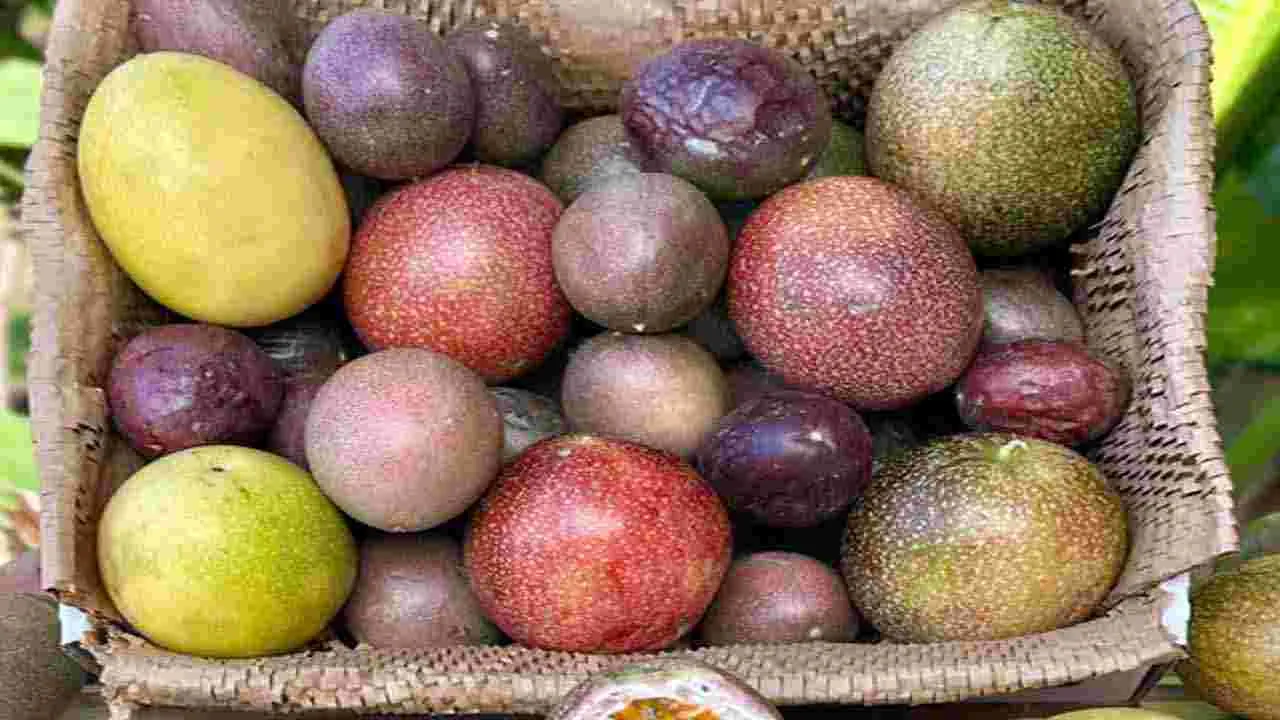 Passion Fruit: శ్రీకృష్ణ ఫలం ఎప్పుడైనా చూశారా..  దీన్ని తినడం వల్ల ఎన్ని లాభాలున్నాయో తెలుసా.. 