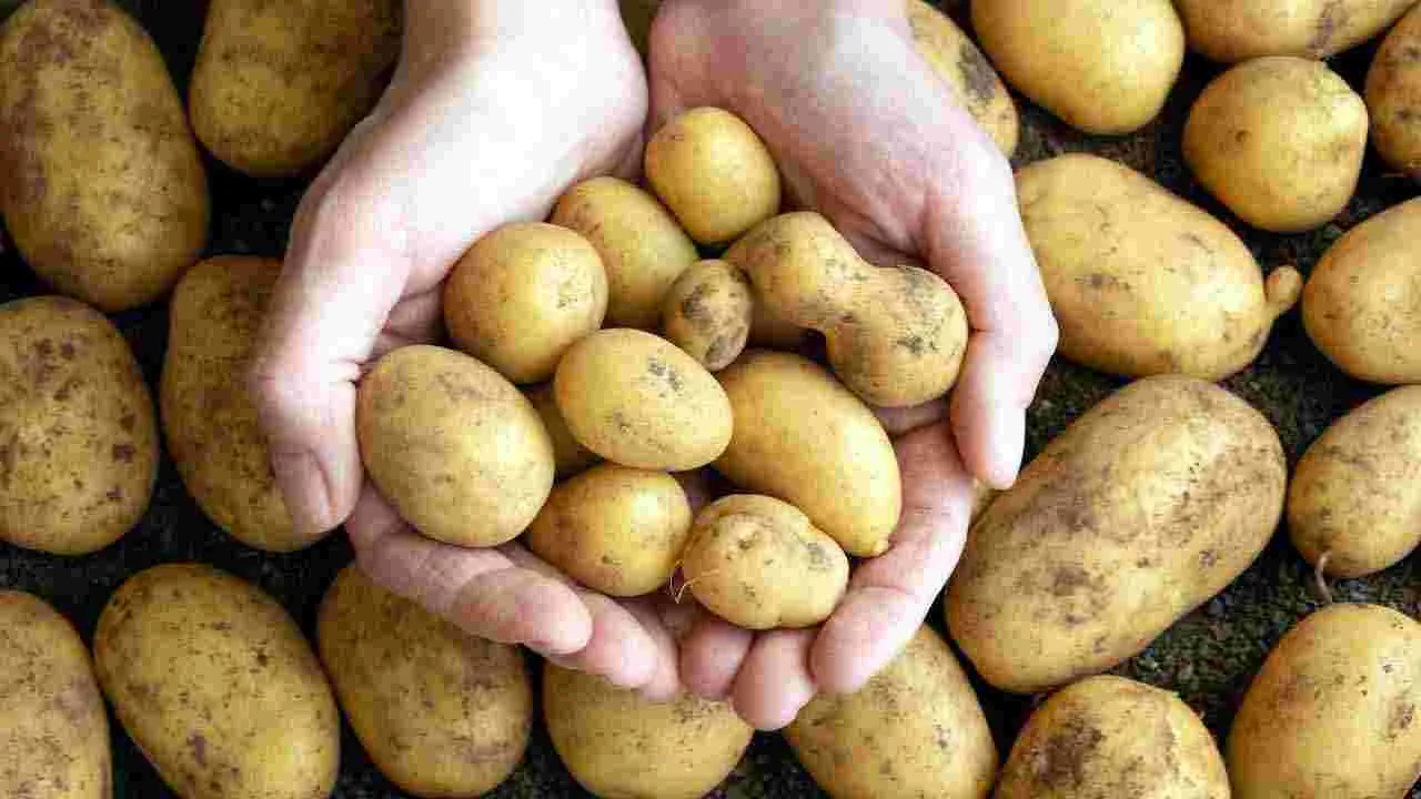 Kitchen hack: ఫ్రిడ్జ్లో ఏ కూరగాయలను ఉంచకూడదో తెలుసా..