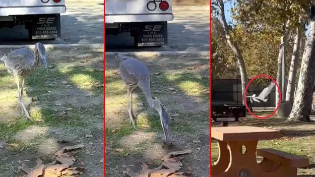Stork Viral Video: వేటాడడంలో దీని తర్వాతే ఎవరైనా.. ఎలుకను ఎలా ఎత్తుకెళ్లిందో చూస్తే..