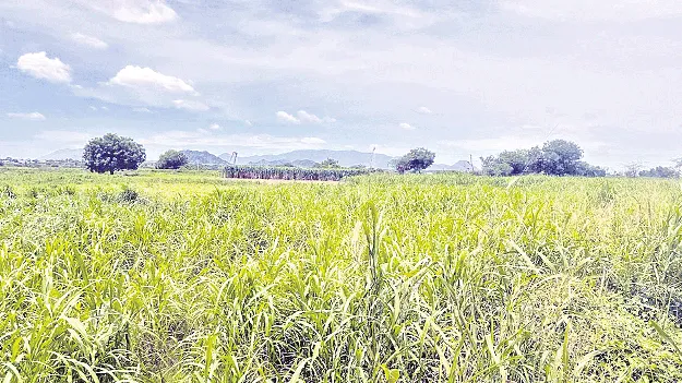 భూంఫట్‌