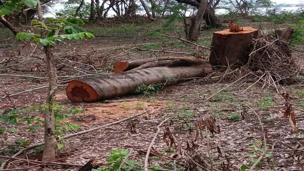 ద్వీపంలో దొంగలు