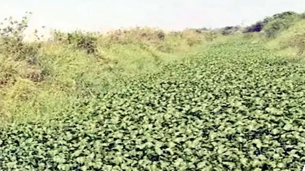 తూతూ మంత్రంగా.. 