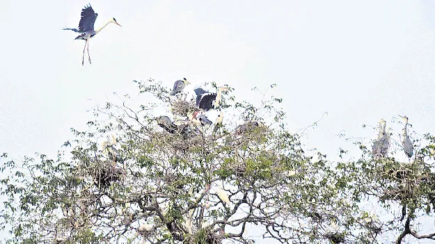 కిలకిలరావాలు..