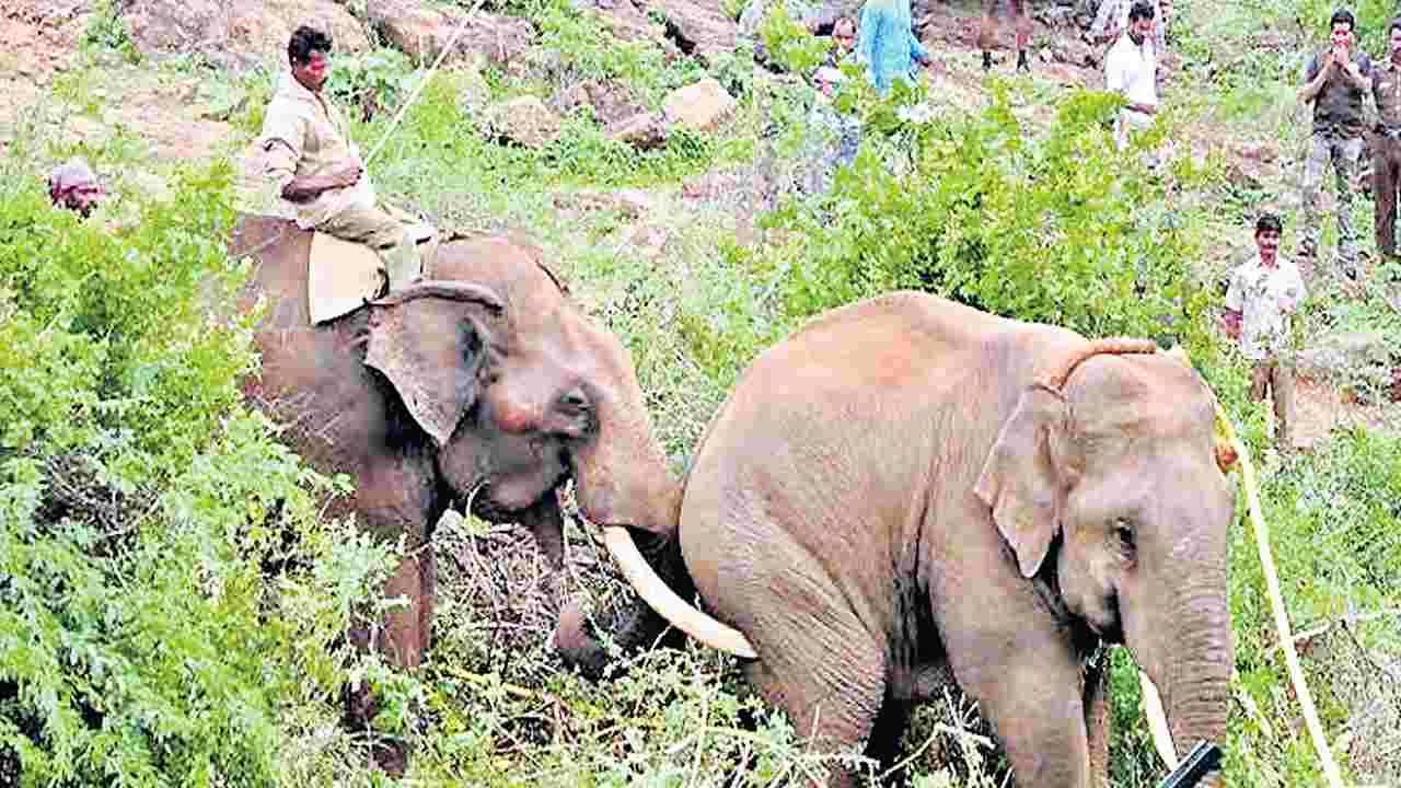 Forest Department: కుంకీలొస్తున్నాయ్‌