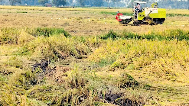 గింజుకున్నా కొనరే!