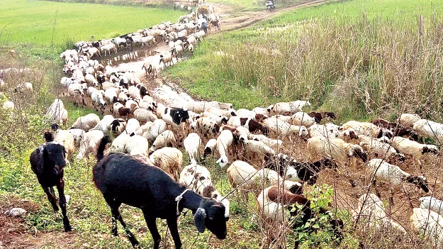 పాడి రైతులకు భరోసా