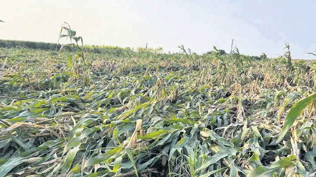 రైతుల ఉసురు తీస్తున్న అకాల వర్షం