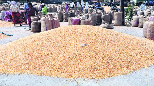 జమ్మికుంటలో భారీగా మక్కల నిల్వలు