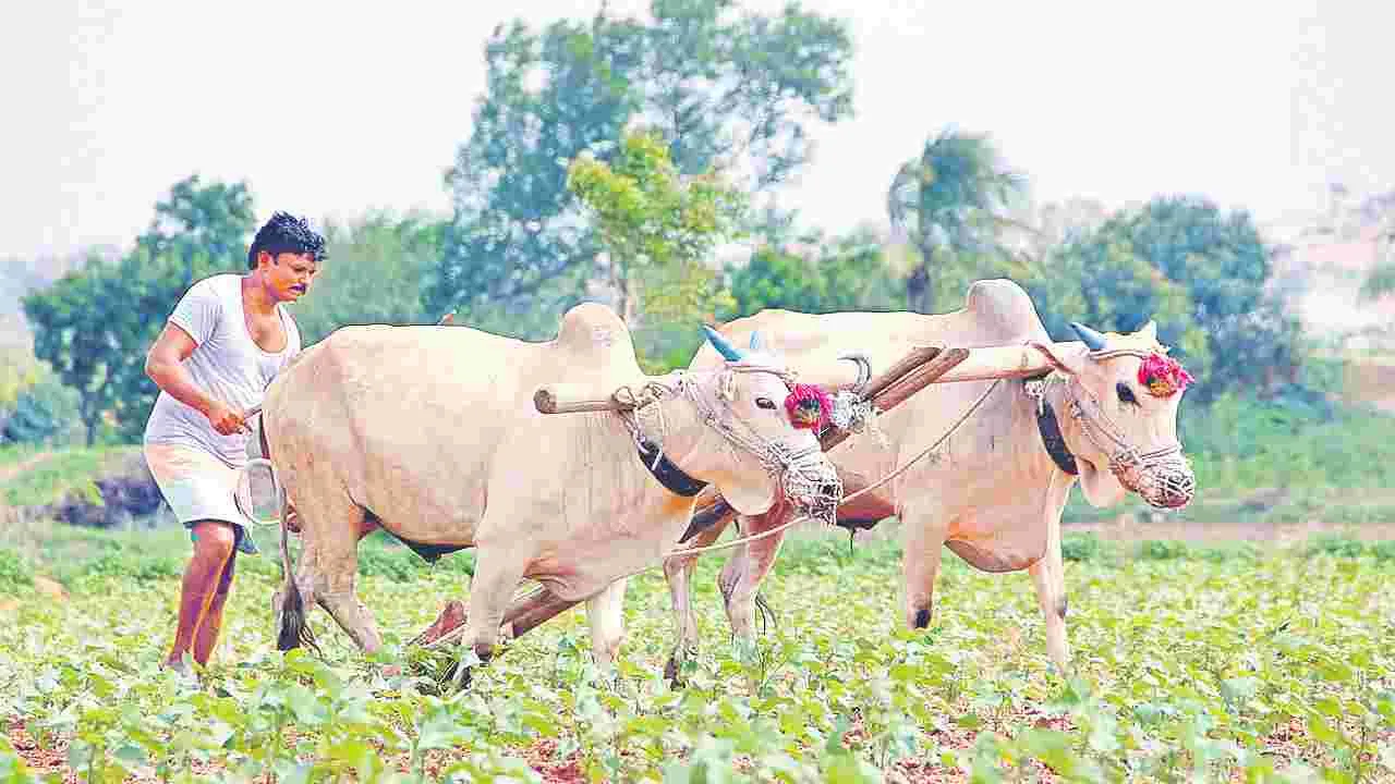 Seed Supply Delay: సీజనొస్తున్నా.. సరఫరా ఏదీ