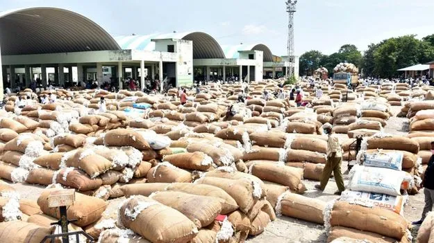 Cotton Procurement Scam: ఏఈవోలు, ఏవోల మెడకు బిగుస్తున్న ఉచ్చు