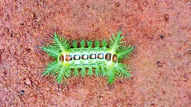 Rare Green Insect: గడ్డి మొక్క కాదు... ఇదీ పురుగే