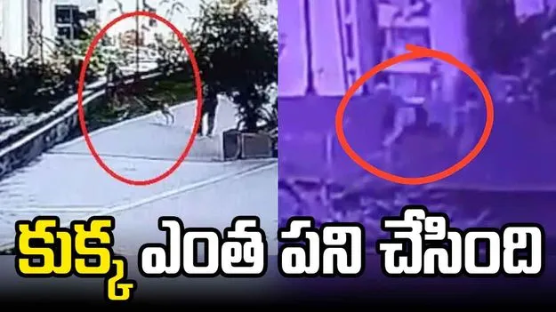 Viral Video: ప్రమాదంలో మహిళ ప్రాణాలు.. కుక్క ఎంత పని చేసింది..