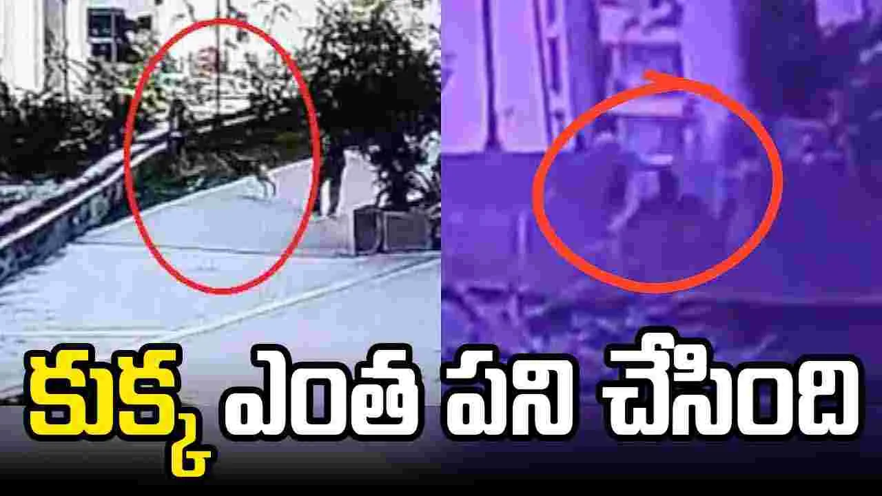 Viral Video: ప్రమాదంలో మహిళ ప్రాణాలు.. కుక్క ఎంత పని చేసింది.. 