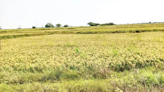 రైతు భరోసా సాగ..గదీత
