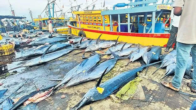 కళకళలాడిన కొమ్ము కోనాం చేపలు