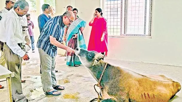 Judge Saves Calf: మూగ జీవి రోదన చలించిన న్యాయమూర్తి