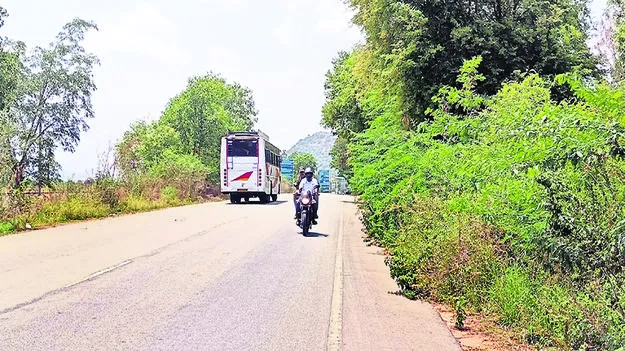  sycamores కంపచెట్లను తొలగించండి