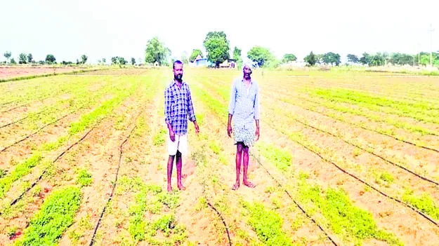 crops are drying సార్‌.. పంటలు ఎండుతున్నాయ్‌..!