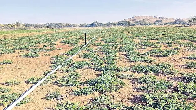 farmers రైతులకు అండగా జనజాగృతి