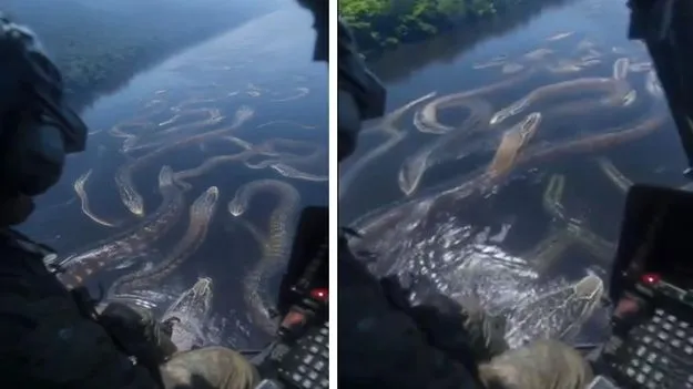 Anaconda Video: అనకొండలతో నిండిపోయిన ఆ నదిని చూశారా.. అసలు సంగతేంటంటే