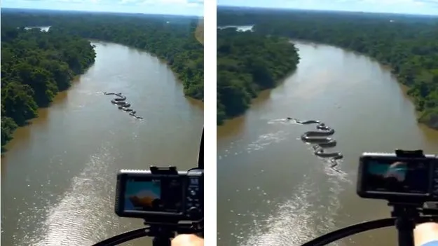 Shocking Video: ఒళ్లు గగుర్పొడిచే వీడియో.. అమెజాన్ అడవుల్లో అనకొండ ఎలా వెళ్తోందో చూశారా