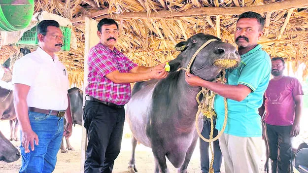పశుపోషకులకు వరప్రదాయిని సురభి చియాన శ్రఖ్ల