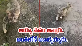Cat Funny Video: కాలు కుంటుతున్న పిల్లి.. అయ్యో పాపం అన్న జనం.. అంతలోనే.. 