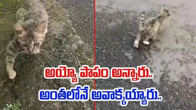Cat Funny Video: కాలు కుంటుతున్న పిల్లి.. అయ్యో పాపం అన్న జనం.. అంతలోనే..