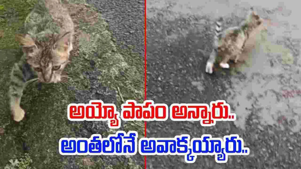 Cat Funny Video: కాలు కుంటుతున్న పిల్లి.. అయ్యో పాపం అన్న జనం.. అంతలోనే.. 