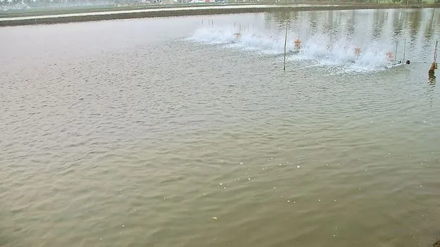 ఆక్వా రైతులకు అండగా.. 