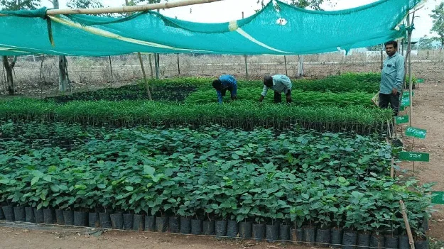 వనమహోత్సవానికి సన్నద్ధం