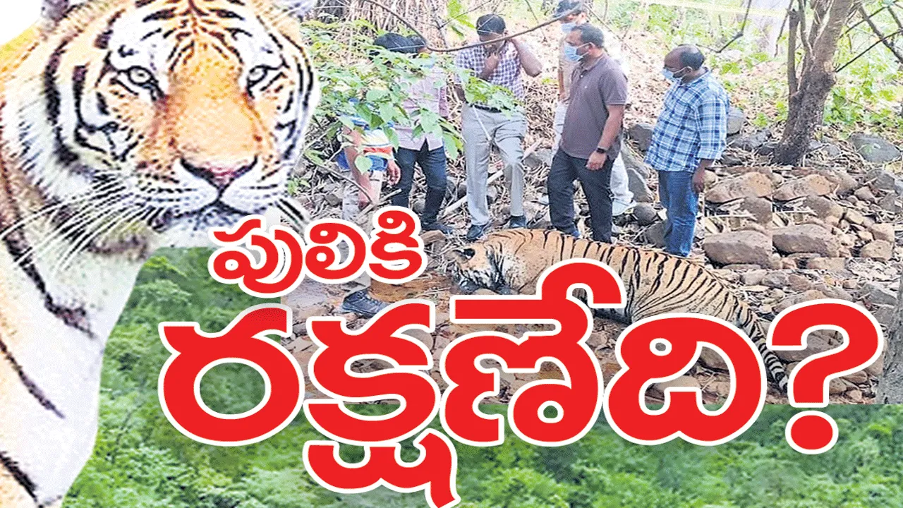 పులులకు రక్షణేది?