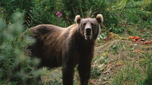 Bear Attack: ఎలుగుబంటి హల్చల్.. వణికిపోతున్న ప్రజలు