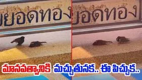 Sparrow Viral Video: మచ్చుకైనా లేని మానవత్వానికి కనువిప్పు.. ఈ పిచ్చుక చేసిన పని చూస్తే..
