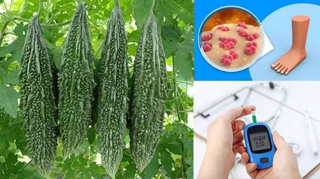 Bitter Gourd: షుగర్ కంట్రోల్ కావాలంటే కాకరకాయ ఇలా తినండి..