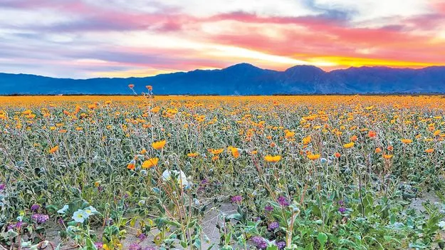ఎడారిలో పూల ఏరులు