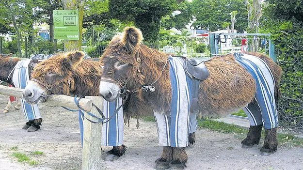 Donkeys: ఇక్కడ.. గాడిదలకూ పైజామాలు..