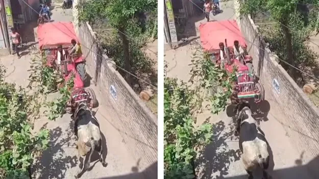 Bull Video: వామ్మో.. బసవన్నకు అంత కోపం ఎందుకొచ్చింది? వీడియో చూస్తే షాకవ్వాల్సిందే