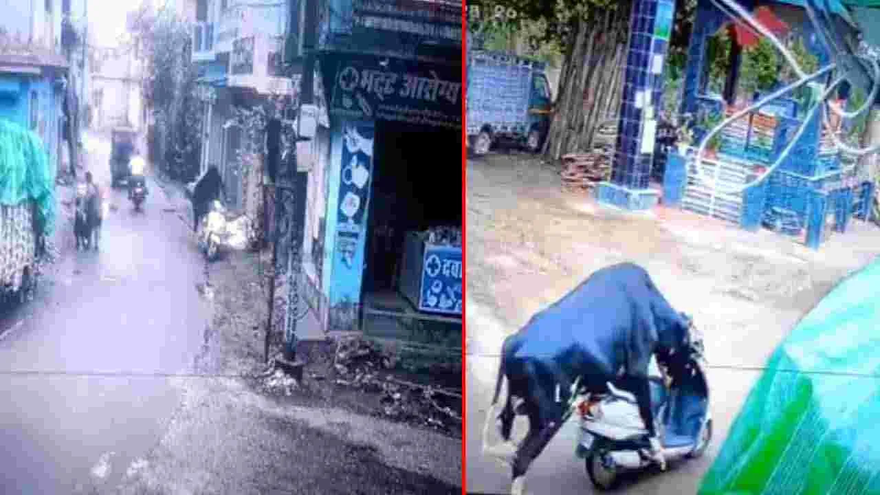 Bull Funny Viral Video: పిల్లాడిగా మారిన ఎద్దు.. స్కూటీని ఏం చేసిందో చూస్తే.. 