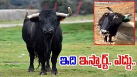Bull Viral Video: పేరుకే ఎద్దు.. ప్రవర్తనలో కాదు.. నీళ్లు ఎలా తాగుతుందో చూస్తే.. 