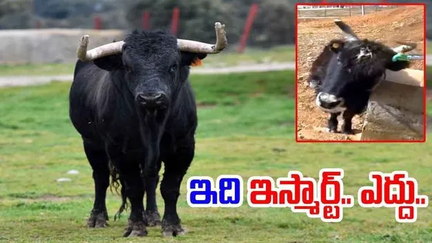 Bull Viral Video: పేరుకే ఎద్దు.. ప్రవర్తనలో కాదు.. నీళ్లు ఎలా తాగుతుందో చూస్తే..