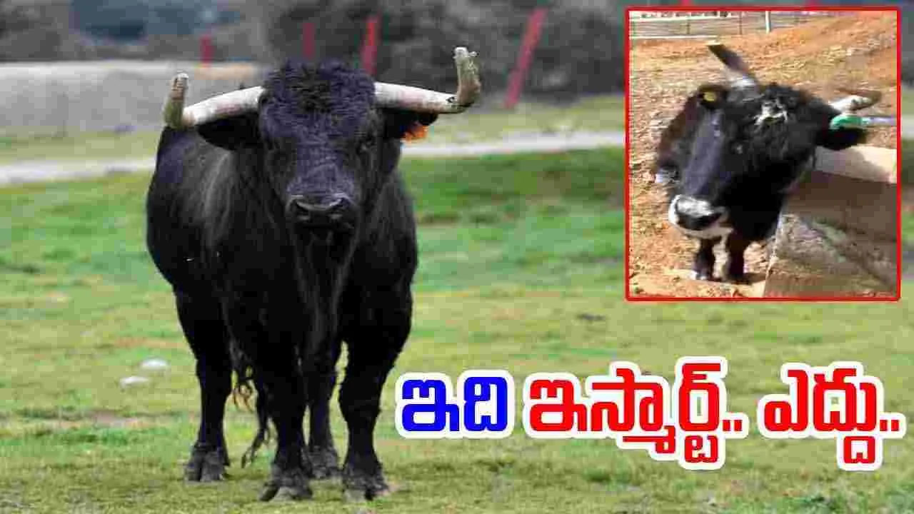 Bull Viral Video: పేరుకే ఎద్దు.. ప్రవర్తనలో కాదు.. నీళ్లు ఎలా తాగుతుందో చూస్తే.. 