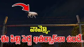 Smuggling: రాత్రి వేళ జైలు పెన్సింగ్‌పై నిలబడ్డ పిల్లి..  పట్టుకుని పరిశీలించగా.. షాకింగ్ సీన్.. 