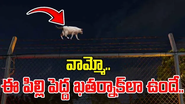 Smuggling: రాత్రి వేళ జైలు పెన్సింగ్‌పై నిలబడ్డ పిల్లి..  పట్టుకుని పరిశీలించగా.. షాకింగ్ సీన్.. 