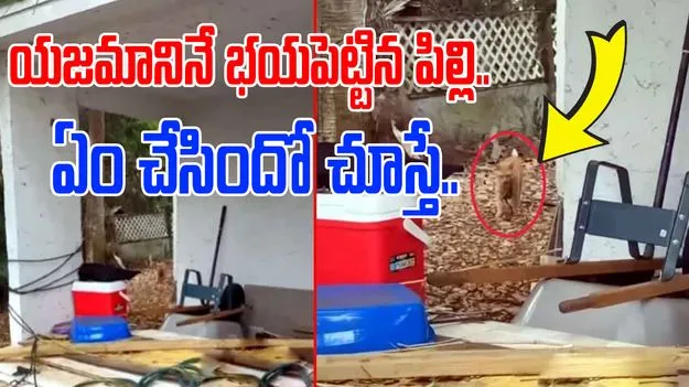 Cat Funny Viral Video: ఈ పిల్లి ధైర్యం మామూలుగా లేదుగా.. యజమాని ఇంటికి ఏం తెచ్చిందో చూడండి..