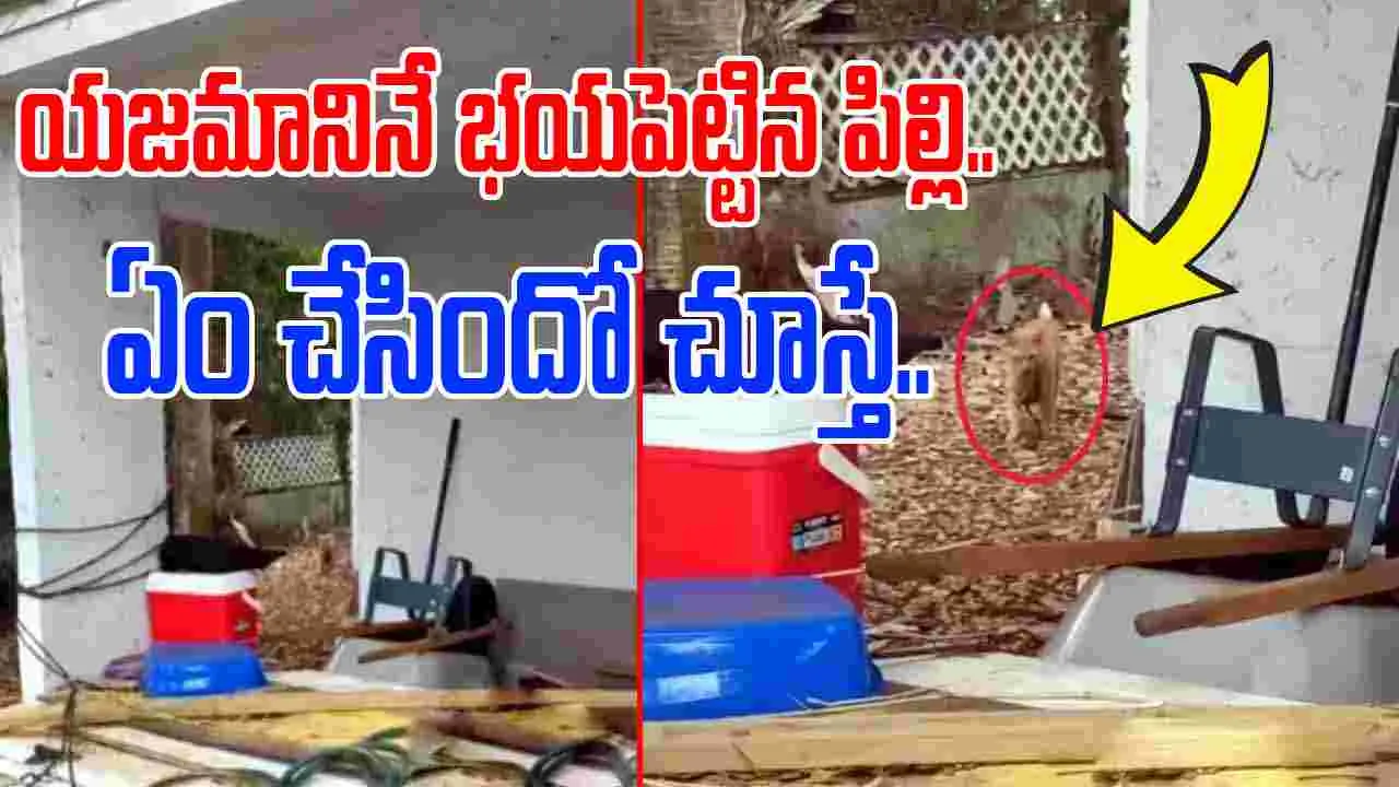 Cat Funny Viral Video: ఈ పిల్లి ధైర్యం మామూలుగా లేదుగా.. యజమాని ఇంటికి ఏం తెచ్చిందో చూడండి..