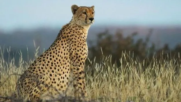 Project Cheetah: జురాసిక్ పార్క్ తరహాలో.. అంతరించిన చీతాలకు పునర్జన్మ.. ఎలా అంటే..