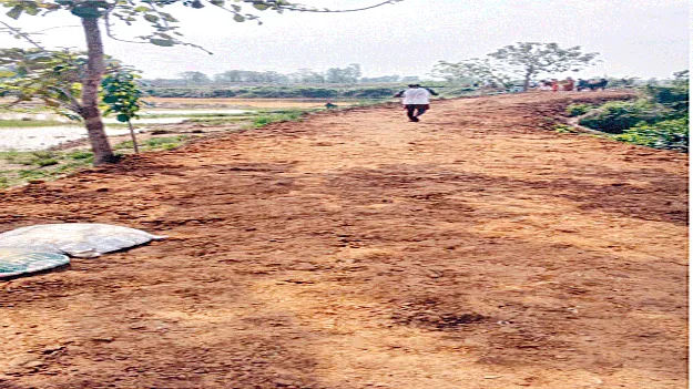 Coconut Cultivation ఐదు వేల ఎకరాల్లో కొబ్బరి మొక్కల పెంపకం